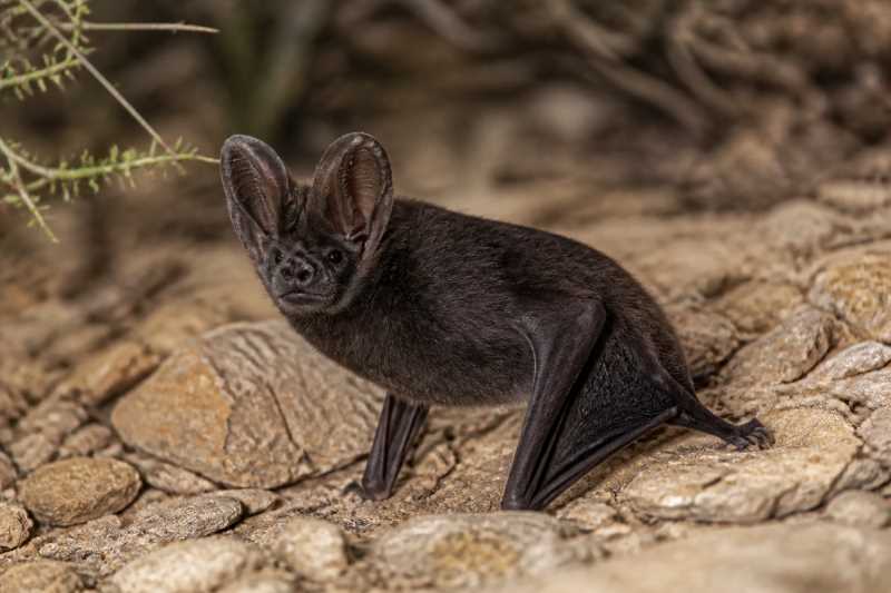 Image of a Arabian Barbastelle in its natural habitat