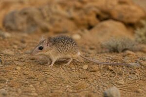 Image of a Arabian Spiny Mouse in its natural habitat