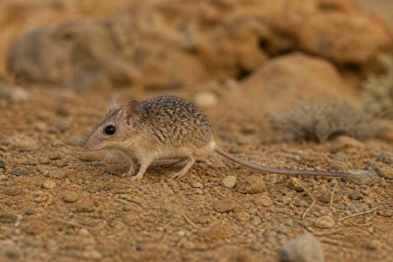 Image of a Arabian Spiny Mouse in its natural habitat