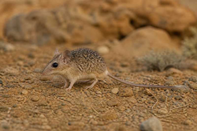 Image of a Arabian Spiny Mouse in its natural habitat