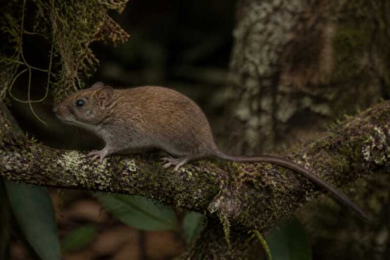 Image of a Araucaria Forest Tree Mouse in its natural habitat