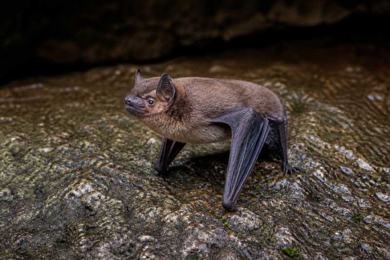 Image of a Argentine Serotine in its natural habitat