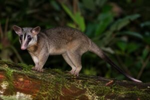 Image of a Aritana's Brown Four-eyed Opossum in its natural habitat