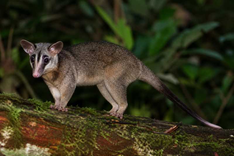 Image of a Aritana's Brown Four-eyed Opossum in its natural habitat