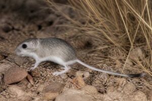 Image of a Arizona Pocket Mouse in its natural habitat