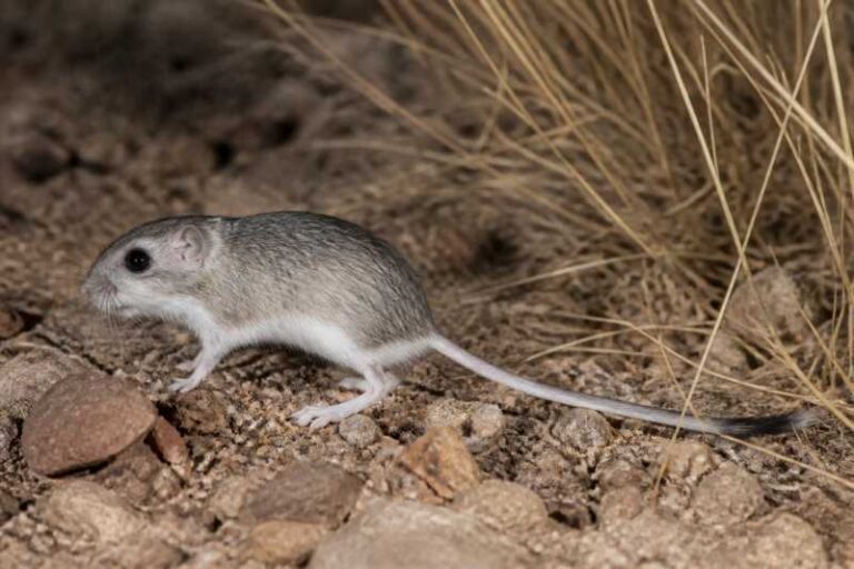 Image of a Arizona Pocket Mouse in its natural habitat