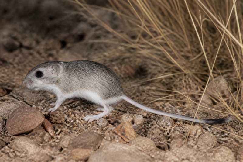 Image of a Arizona Pocket Mouse in its natural habitat