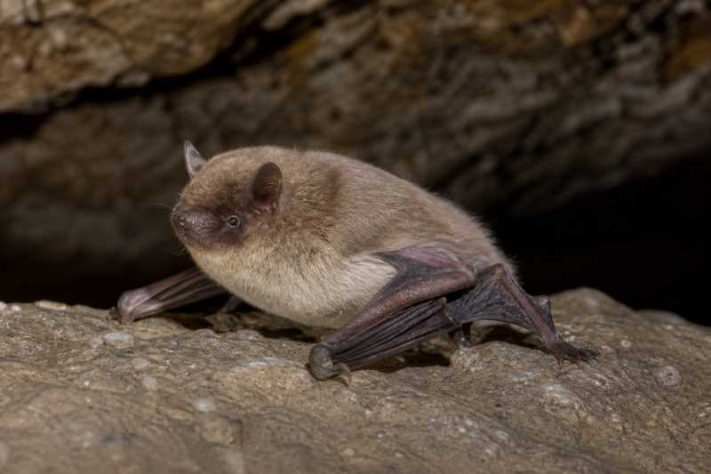 Image of a Armién's Myotis in its natural habitat