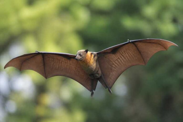 Image of a Aru Flying Fox in its natural habitat