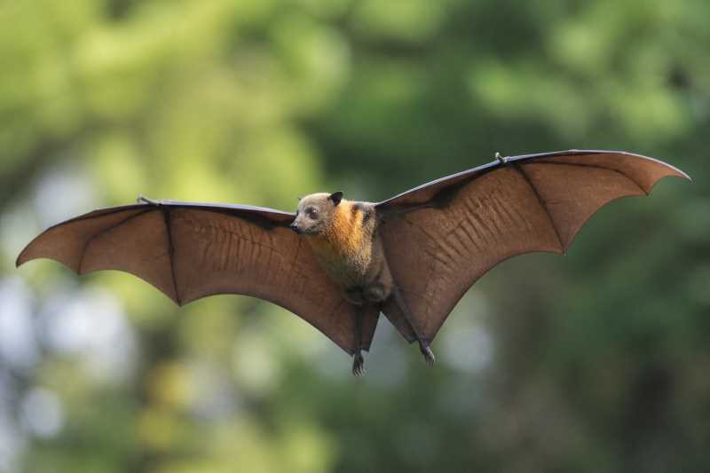 Image of a Aru Flying Fox in its natural habitat