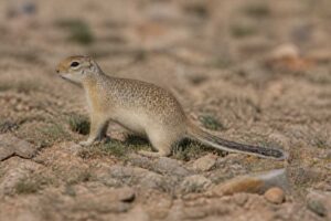 Image of a Asia Minor Ground Squirrel in its natural habitat