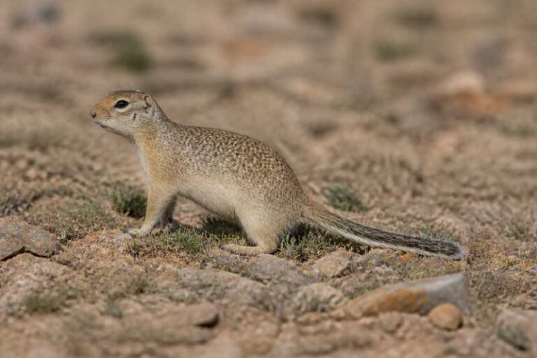 Image of a Asia Minor Ground Squirrel in its natural habitat