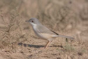 Image of a Asian Desert Warbler in its natural habitat