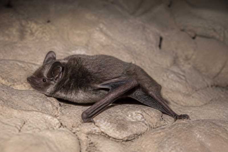 Image of a Atacama Myotis in its natural habitat