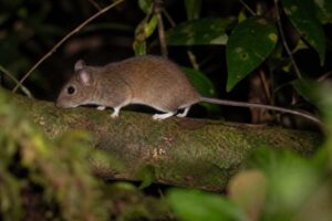 Image of a Atlantic Forest Rice Rat in its natural habitat