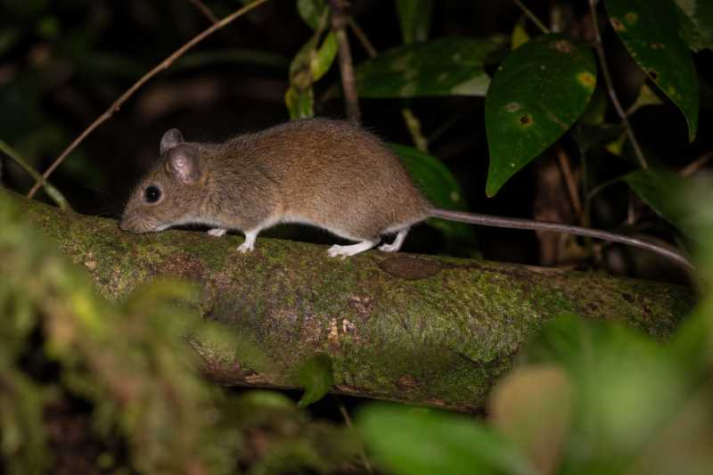 Image of a Atlantic Forest Rice Rat in its natural habitat