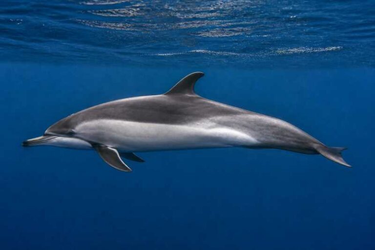 Image of a Atlantic White-sided Dolphin in its natural habitat