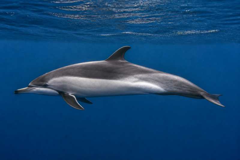 Image of a Atlantic White-sided Dolphin in its natural habitat