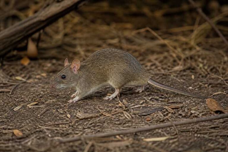 Image of a Australian Bush Rat in its natural habitat