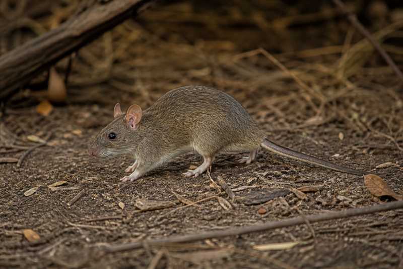 Image of a Australian Bush Rat in its natural habitat