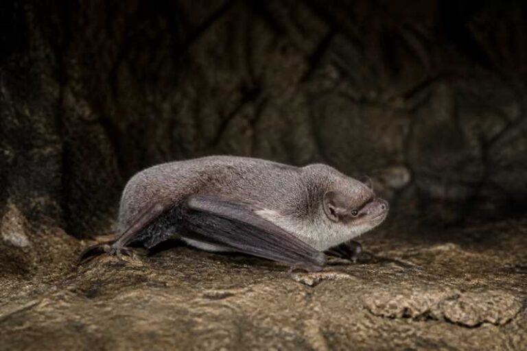 Image of a Australian Long-fingered Bat in its natural habitat