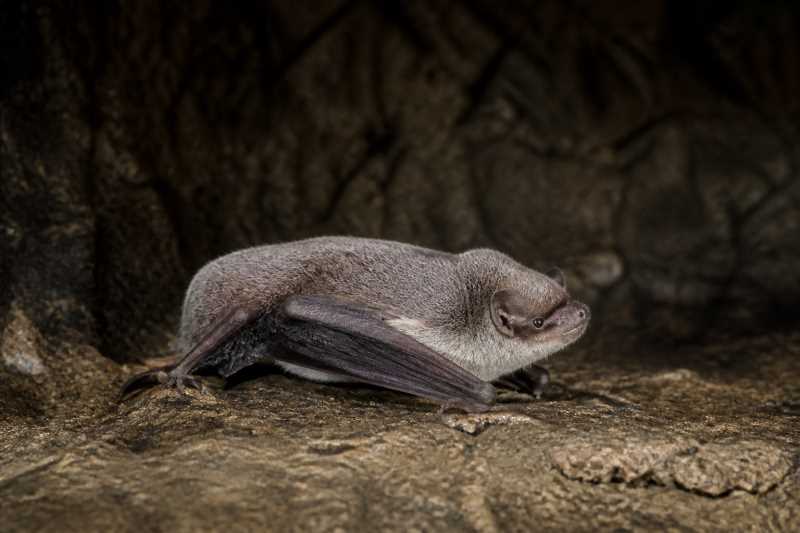 Image of a Australian Long-fingered Bat in its natural habitat