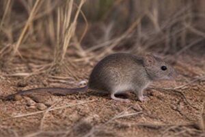 Image of a Australian Smoky Mouse in its natural habitat