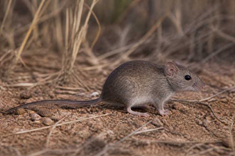 Image of a Australian Smoky Mouse in its natural habitat
