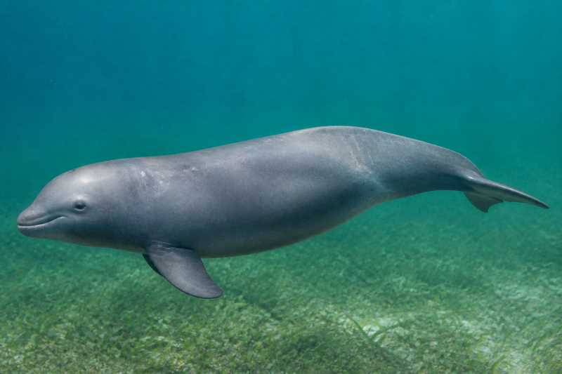Image of a Australian Snubfin Dolphin in its natural habitat