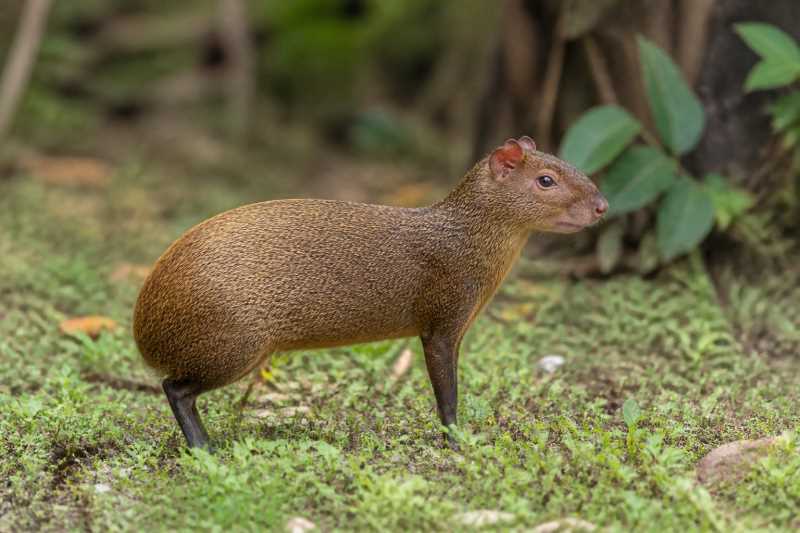 Image of a Azara's Agouti in its natural habitat