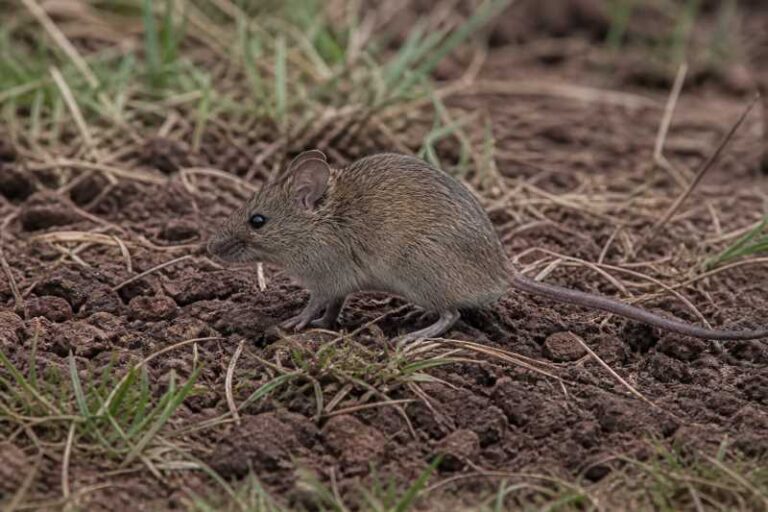 Image of a Azara's Grass Mouse in its natural habitat