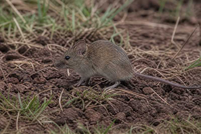 Image of a Azara's Grass Mouse in its natural habitat