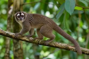 Image of a Azara's Night Monkey in its natural habitat