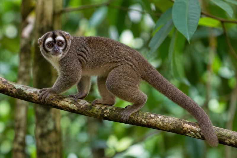 Image of a Azara's Night Monkey in its natural habitat