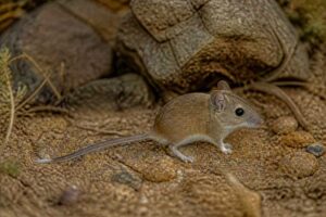 Image of a Aztec Deermouse in its natural habitat