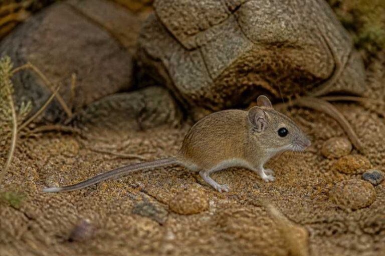 Image of a Aztec Deermouse in its natural habitat