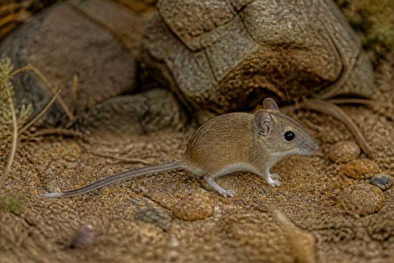 Image of a Aztec Deermouse in its natural habitat