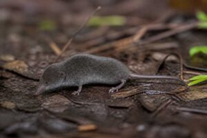 Image of a Azumi Shrew in its natural habitat