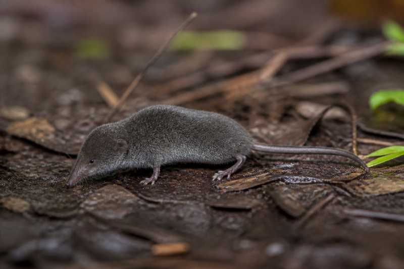 Image of a Azumi Shrew in its natural habitat