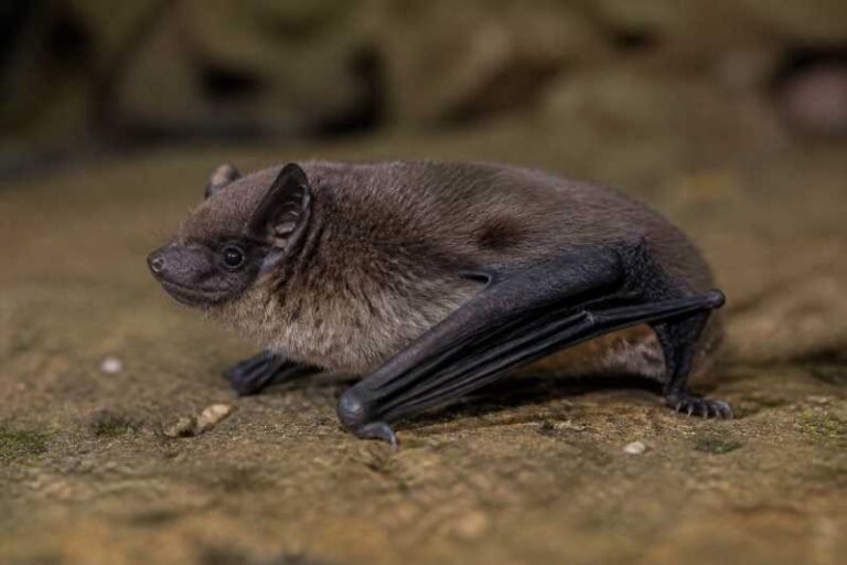 Image of a Babu's Pipistrelle in its natural habitat