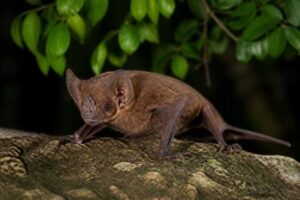 Image of a Bahamian Lesser Funnel-eared Bat in its natural habitat