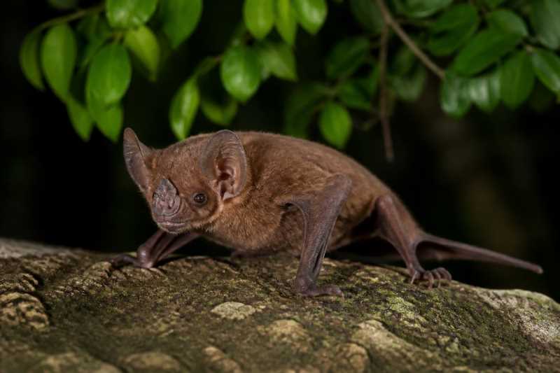 Image of a Bahamian Lesser Funnel-eared Bat in its natural habitat