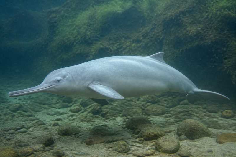 Image of a Baiji in its natural habitat