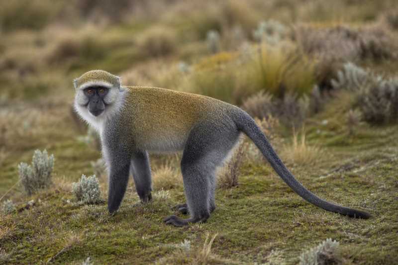 Image of a Bale Mountains Monkey in its natural habitat
