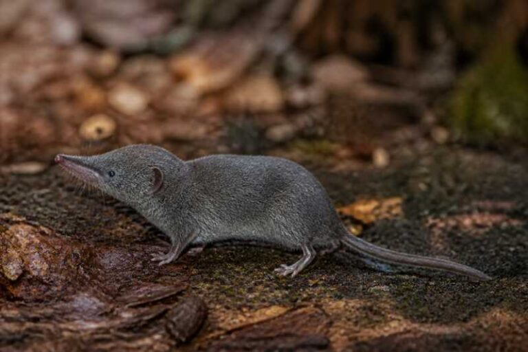 Image of a Bale White-toothed Shrew in its natural habitat