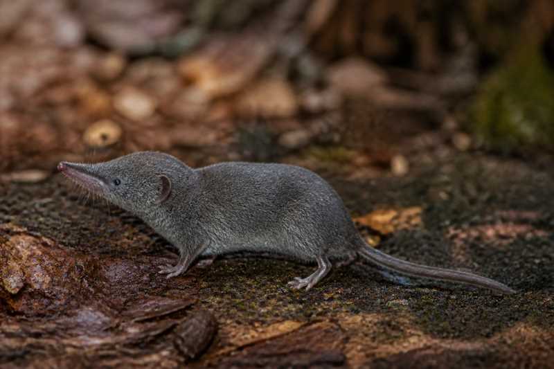 Image of a Bale White-toothed Shrew in its natural habitat