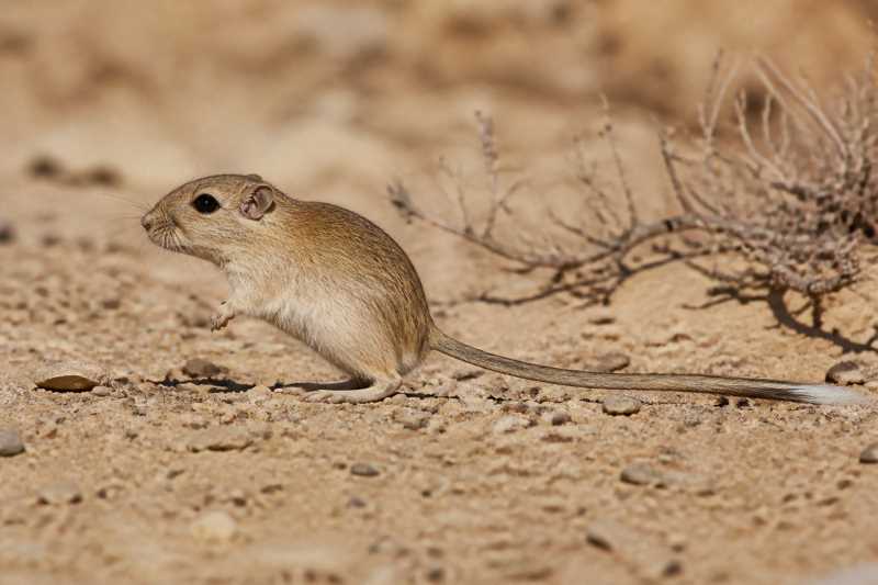Image of a Balochistan Gerbil in its natural habitat