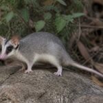 Image of a Balsas Gray Mouse Opossum in its natural habitat