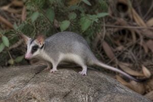 Image of a Balsas Gray Mouse Opossum in its natural habitat