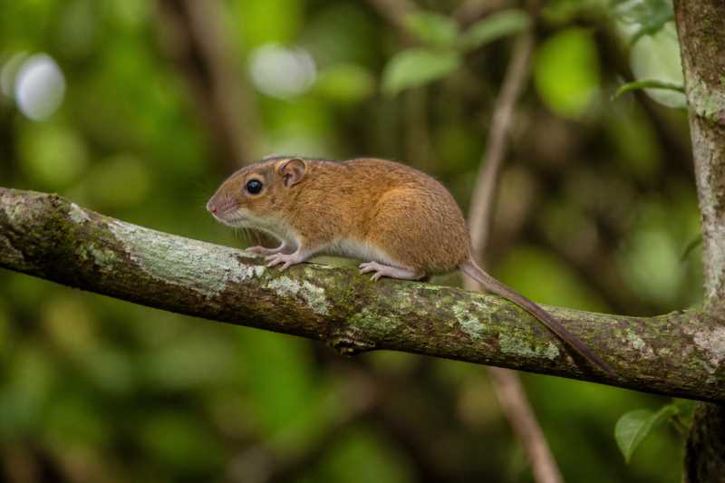 Image of a Banana African Climbing Mouse in its natural habitat